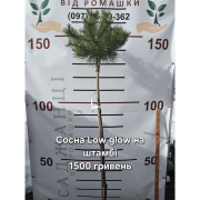 Сосна Low Glow (Лоу Глоу) на штамбі