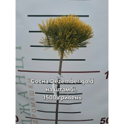 Сосна гірська Pinus mugo 'Dezember Gold' на штамбі