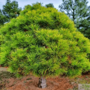  Сосна Pinus nigra 'Spielberg