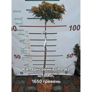 Кипарисовик туполистий штамбовий Obtusa Gitte