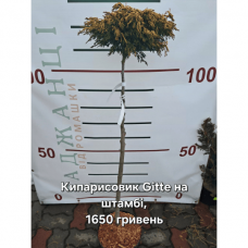 Кипарисовик туполистий штамбовий Obtusa Gitte