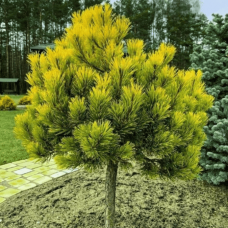 Сосна гірська Голден Глоу (Pinus mugo 'Golden Glow') на штамбі