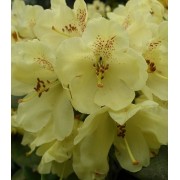 Рододендрон Goldcrone