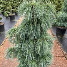 Сосна Шверіна 'Вітхорст'