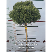 Сосна гачкувата 'Kalhoty'