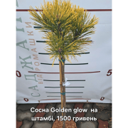 Сосна гірська Голден Глоу (Pinus mugo 'Golden Glow') на штамбі
