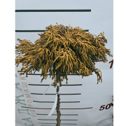 Кипарисовик туполистий штамбовий Obtusa Gitte