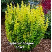 Барбарис тунберга Голден Рокет