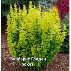 Барбарис тунберга Голден Рокет