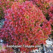 Барбарис Голден рінг