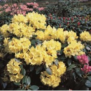 Рододендрон Goldcrone