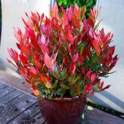 Leucothoe «Burning Love» 