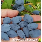 Жимолость Бореаліс