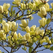 Магнолія «Дафні» (Magnolia 'Daphne')