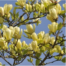 Магнолія «Дафні» (Magnolia 'Daphne')