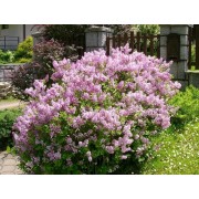 Бузок «Палібін» (Syringa meyeri 'Palibin')