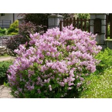 Бузок «Палібін» (Syringa meyeri 'Palibin')