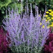 Перовскія Блю Спайр (Perovskia atriplicifolia 'Blue Spire') 
