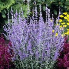 Перовскія Блю Спайр (Perovskia atriplicifolia 'Blue Spire') 