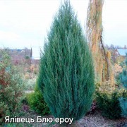 Ялівець Блю Ероу