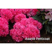 Азалія Petticoat