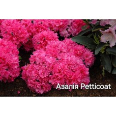 Азалія Petticoat