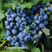 Лохина Берклі
