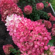 Гортензія волотиста Строберрі Блоссом / Hydrangea Living Strawberry Blossom