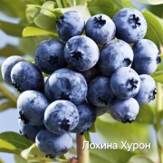 Лохина Хурон (Гурон)